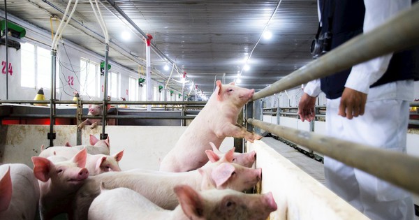 Nông nghiệp Hòa Phát chính thức nộp hồ sơ IPO, tối đa 30 triệu cổ phiếu bán giá không thấp hơn 11.887 đồng/cp