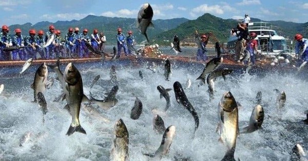 ‘Vua cá tra’ báo lãi 9 tháng đầu năm gấp 18 lần cùng kỳ, cổ phiếu tăng hơn 60% từ đầu năm