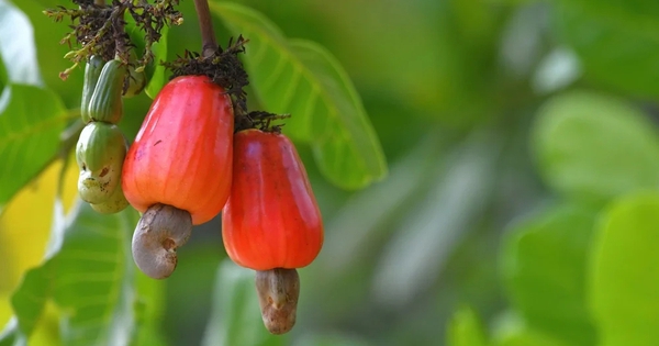 Cuba “mở kho” 2.000ha đất cho DN Việt, hé lộ mục tiêu với mặt hàng mà Việt Nam đang thống lĩnh thế giới
