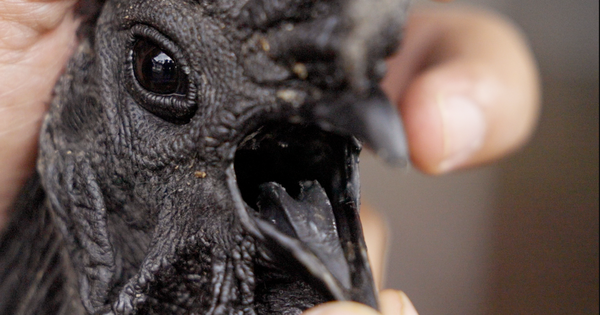 Nghề nuôi con kỳ lạ ở Việt Nam: Loài vật đen sì toàn thân, trứng giá cả triệu đồng vẫn không đủ bán