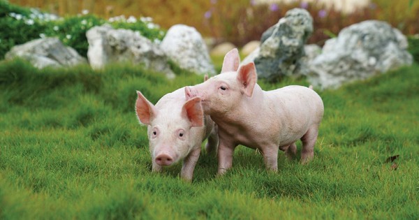 Giá bán heo giảm 20%, BAF Việt Nam báo lỗ 265 tỷ đồng quý 4/2025