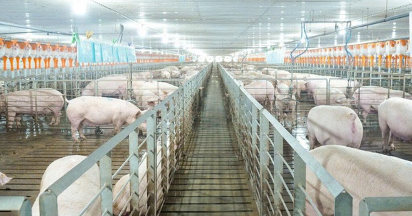 Các ‘ông lớn’ ngành chăn nuôi kinh doanh ra sao trong năm 2025?