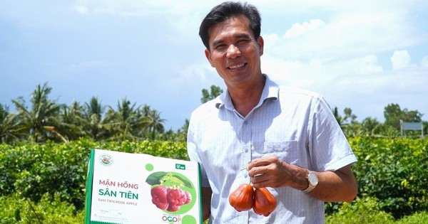 Đắt hơn sầu riêng, loại quả 230.000đ/kg giúp anh nông dân miền Tây lãi 2 tỷ/ha bất chấp nước mặn