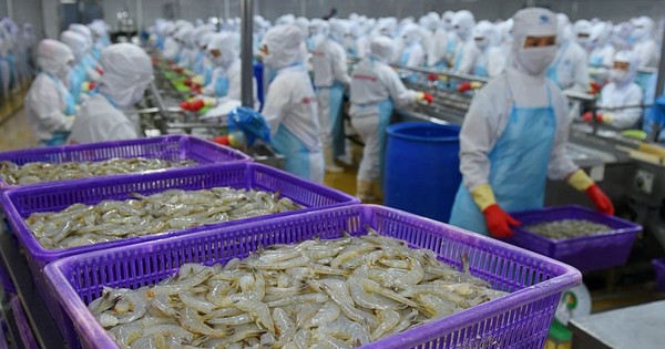 Từng được kỳ vọng lãi gấp đôi ‘sau 1 đêm’, đại gia tôm Việt Nam ‘nhịn’ lãi, quyết không hoàn nhập dự phòng giữa đòn bão thuế của Mỹ